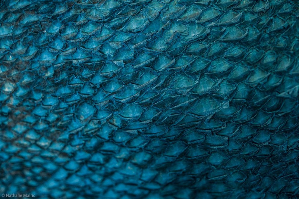 FISHSkin Consortium Winner of the EU Horizon 2020 award Research and Innovation Programme. Photo cre…