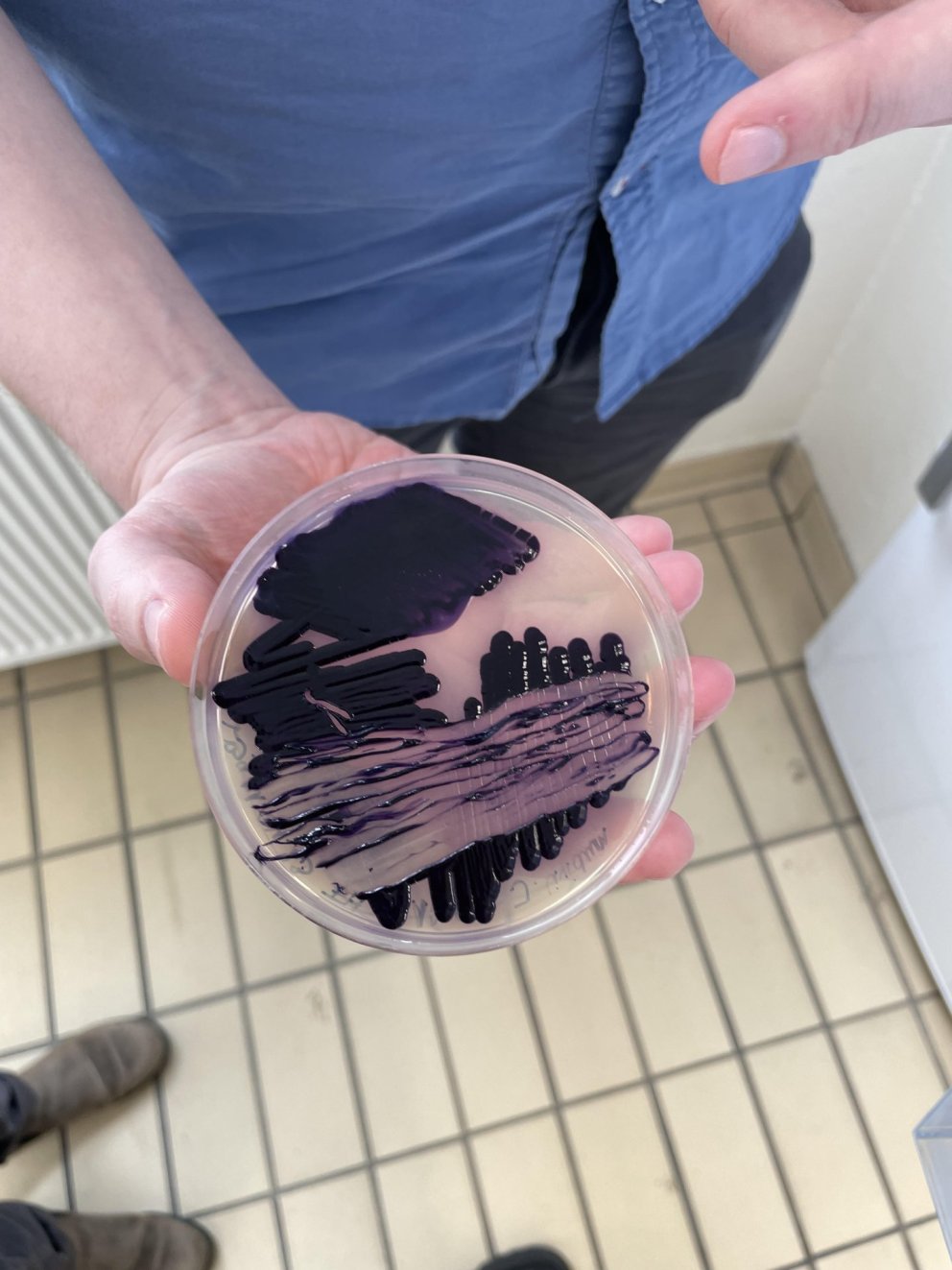 Fjólublár / Living Purple