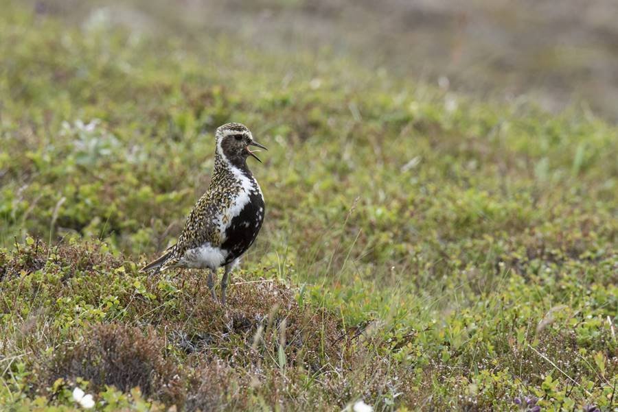 Uppbygging TextílLabs og -Klasa