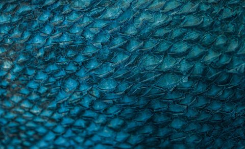 FISHSkin Consortium Winner of the EU Horizon 2020 award Research and Innovation Programme. Photo cre…