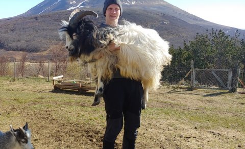 Wool, Tourism and Innovation: mini-conference online