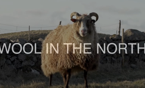 Wool in the North
