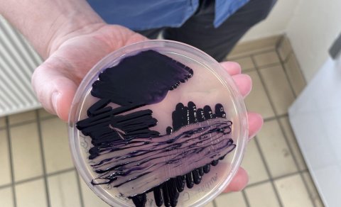 Fjólublár / Living Purple